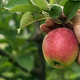 Illustration for article titled How to use up that dang apple-picking haul
